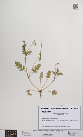 Erodium botrys [Espécimen: UCH:AGUCH:0030753]
