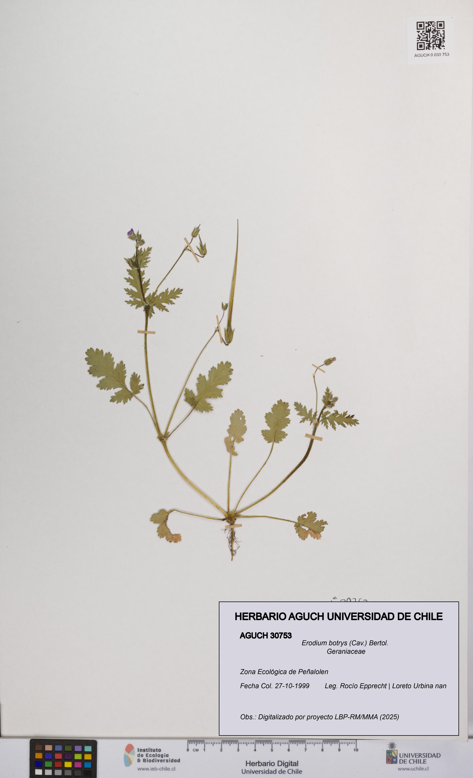 Erodium botrys [Espécimen: UCH:AGUCH:0030753]