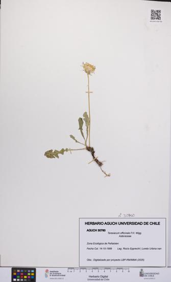 Taraxacum officinale [Espécimen: UCH:AGUCH:0030760]
