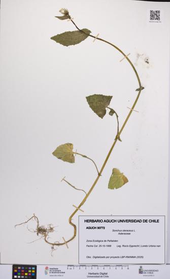 Sonchus oleraceus [Espécimen: UCH:AGUCH:0030772]