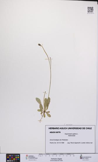 Hypochaeris glabra [Espécimen: UCH:AGUCH:0030775]