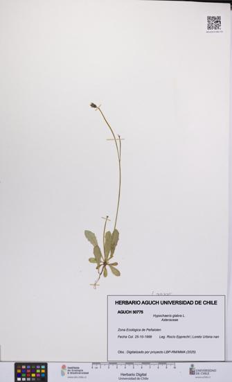 Hypochaeris glabra [Espécimen: UCH:AGUCH:0030775]