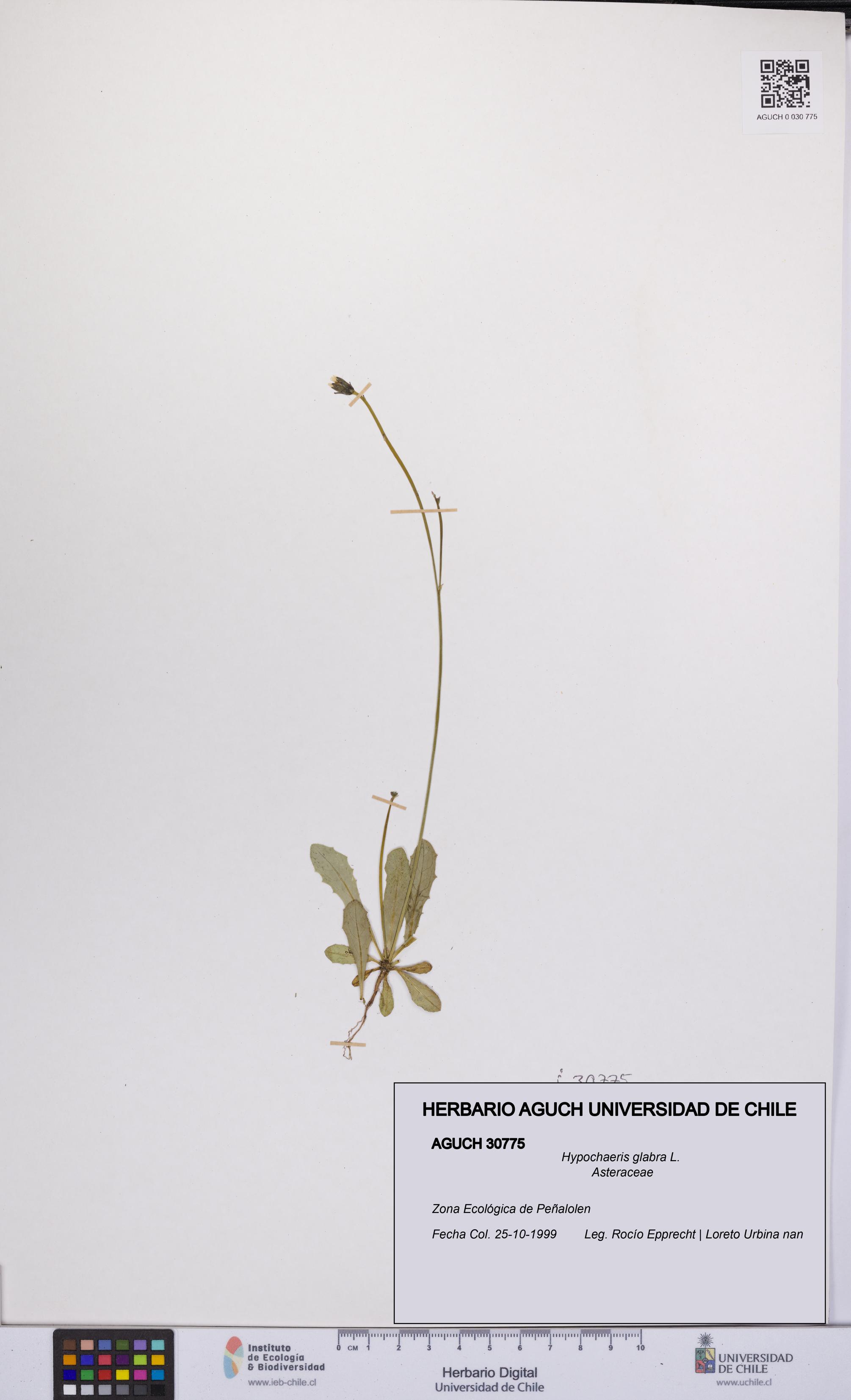 Hypochaeris glabra [Espécimen: UCH:AGUCH:0030775]