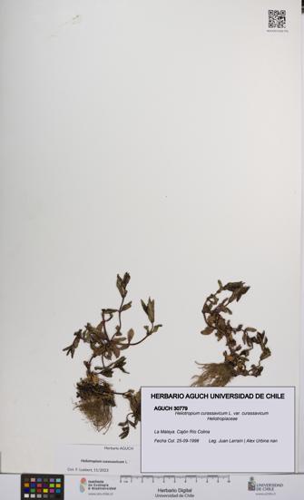 Heliotropium curassavicum var. curassavicum [Espécimen: UCH:AGUCH:0030779]