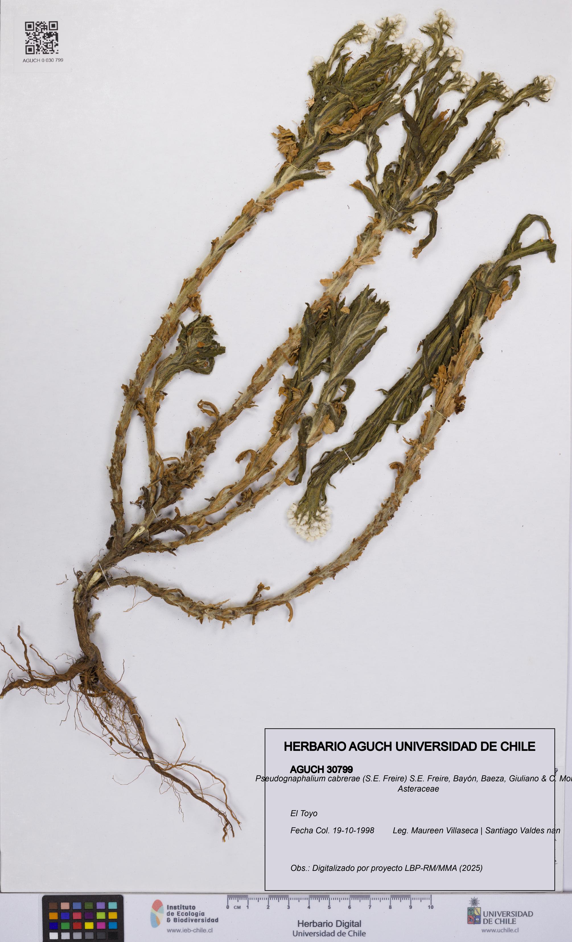 Pseudognaphalium cabrerae [Espécimen: UCH:AGUCH:0030799]