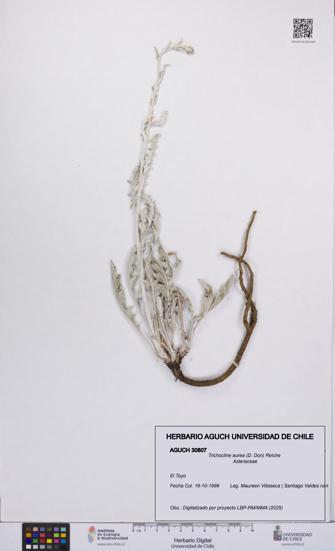 Trichocline aurea [Espécimen: UCH:AGUCH:0030807]