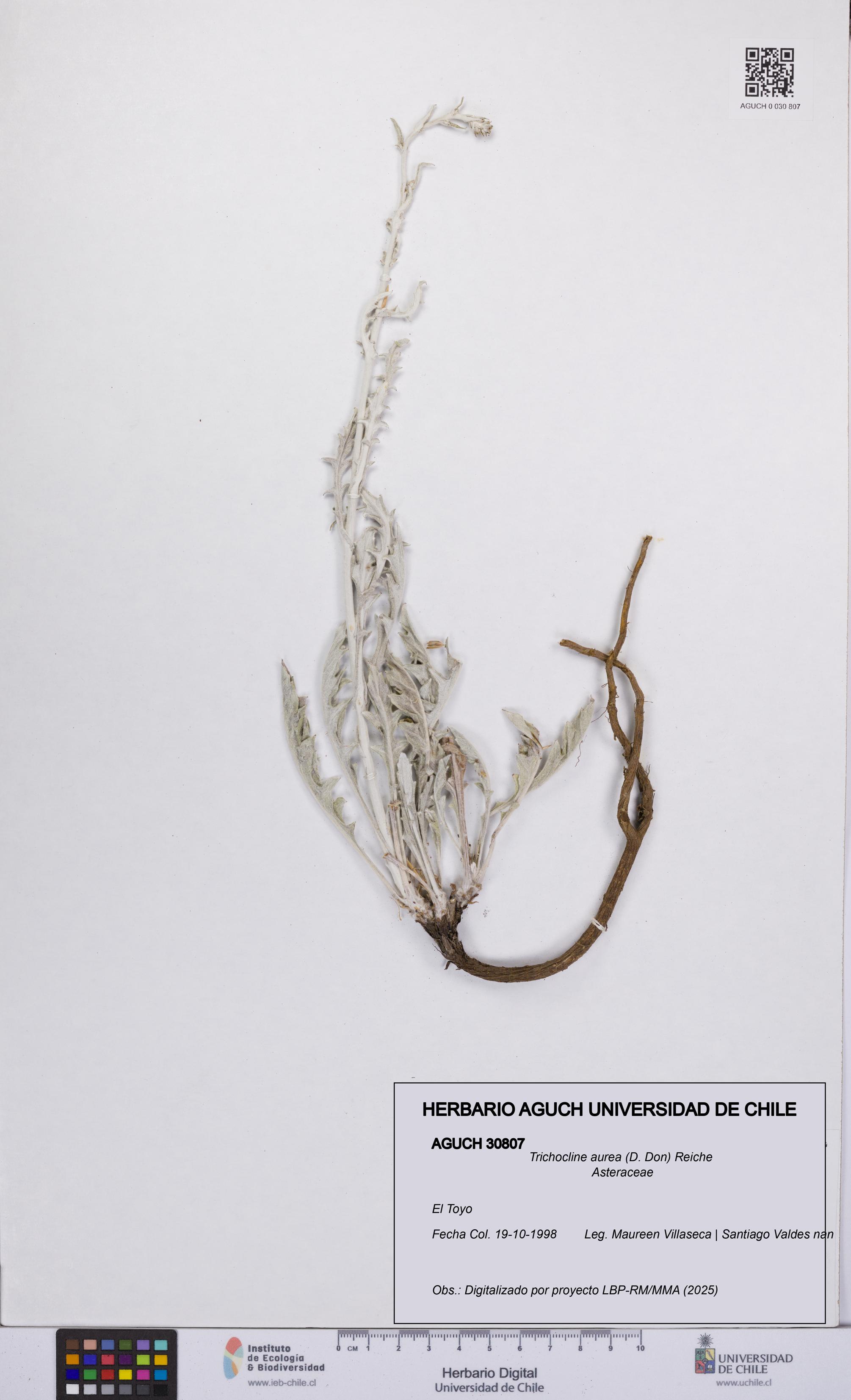 Trichocline aurea [Espécimen: UCH:AGUCH:0030807]