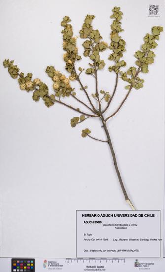 Baccharis rhomboidalis [Espécimen: UCH:AGUCH:0030810]