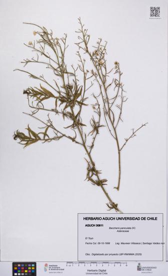 Baccharis paniculata [Espécimen: UCH:AGUCH:0030811]