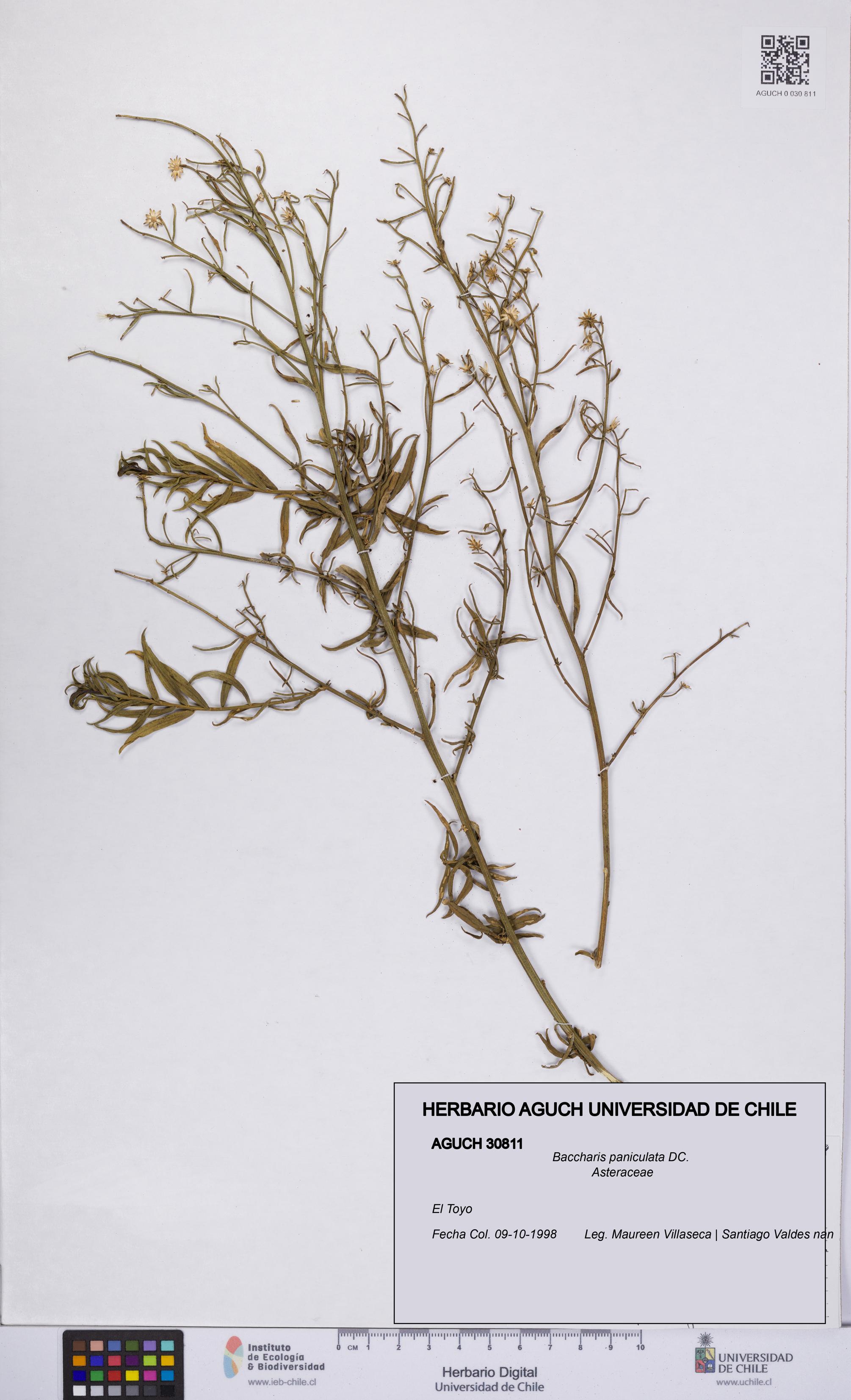 Baccharis paniculata [Espécimen: UCH:AGUCH:0030811]