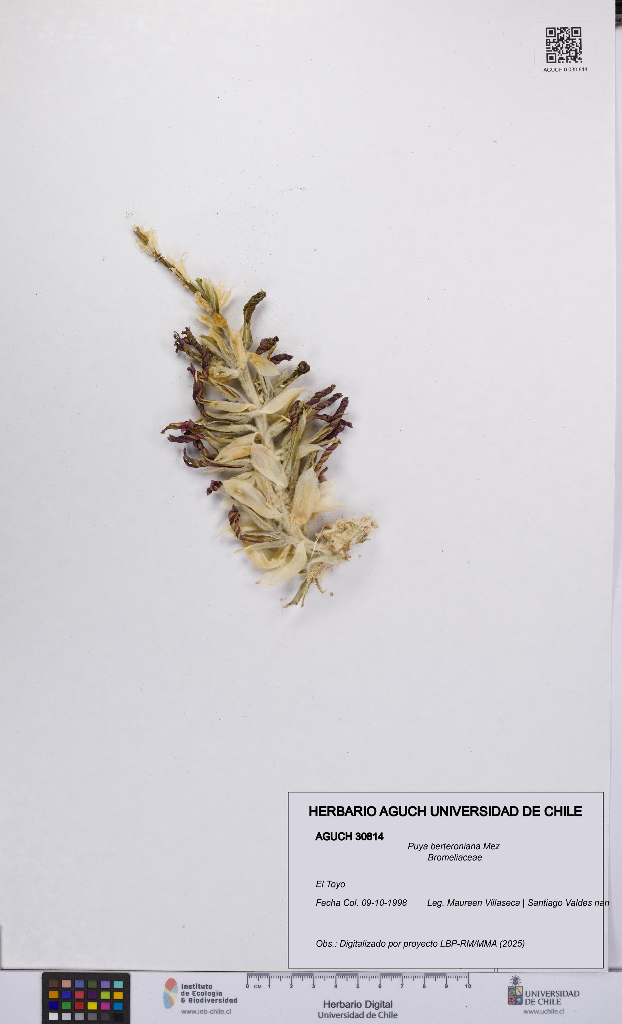 Puya berteroniana [Espécimen: UCH:AGUCH:0030814]