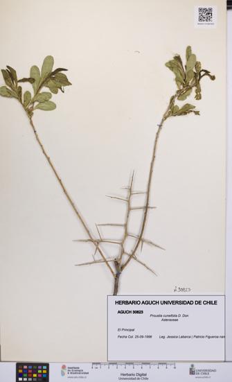 Proustia cuneifolia [Espécimen: UCH:AGUCH:0030823]