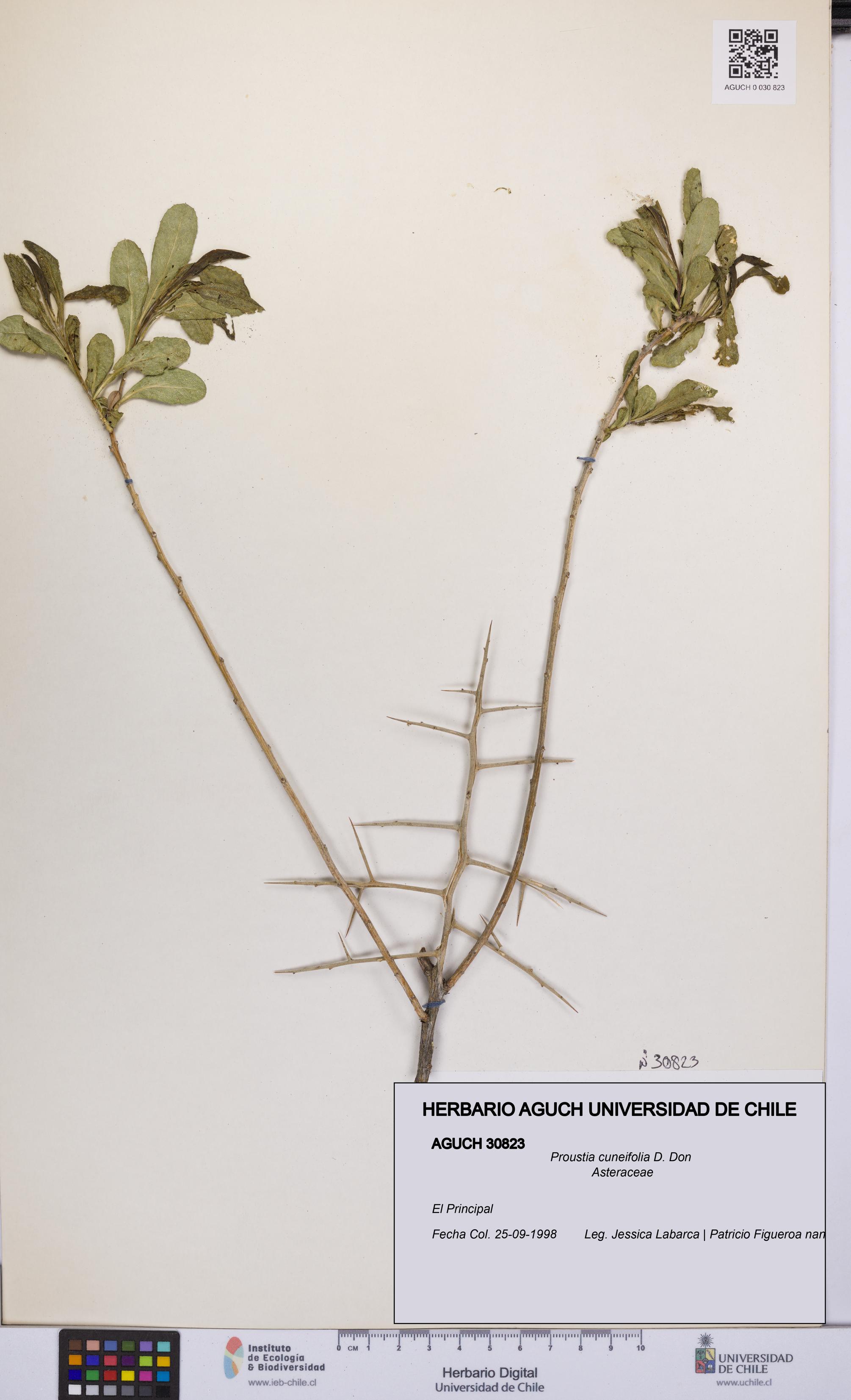 Proustia cuneifolia [Espécimen: UCH:AGUCH:0030823]
