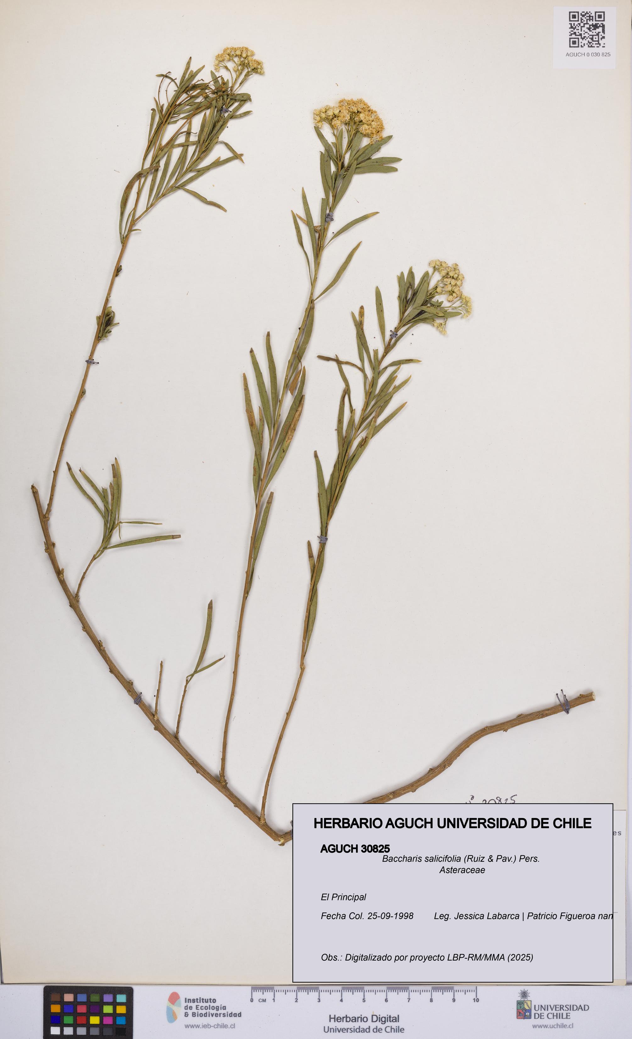 Baccharis salicifolia [Espécimen: UCH:AGUCH:0030825]