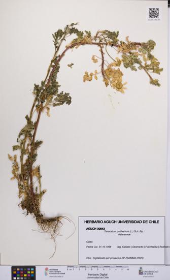 Tanacetum parthenium [Espécimen: UCH:AGUCH:0030843]