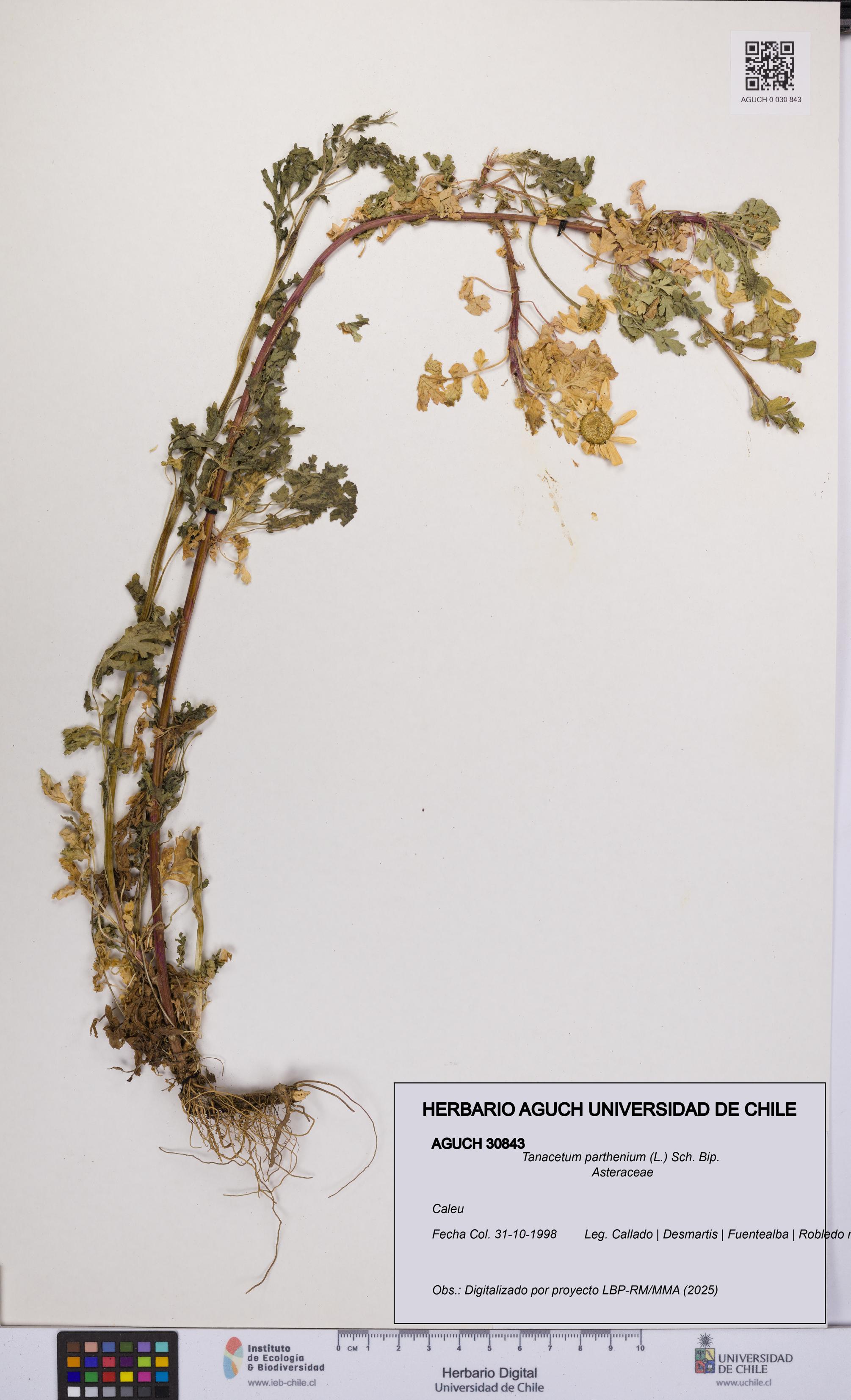 Tanacetum parthenium [Espécimen: UCH:AGUCH:0030843]