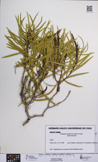 Colliguaja integerrima [Espécimen: UCH:AGUCH:0030850]