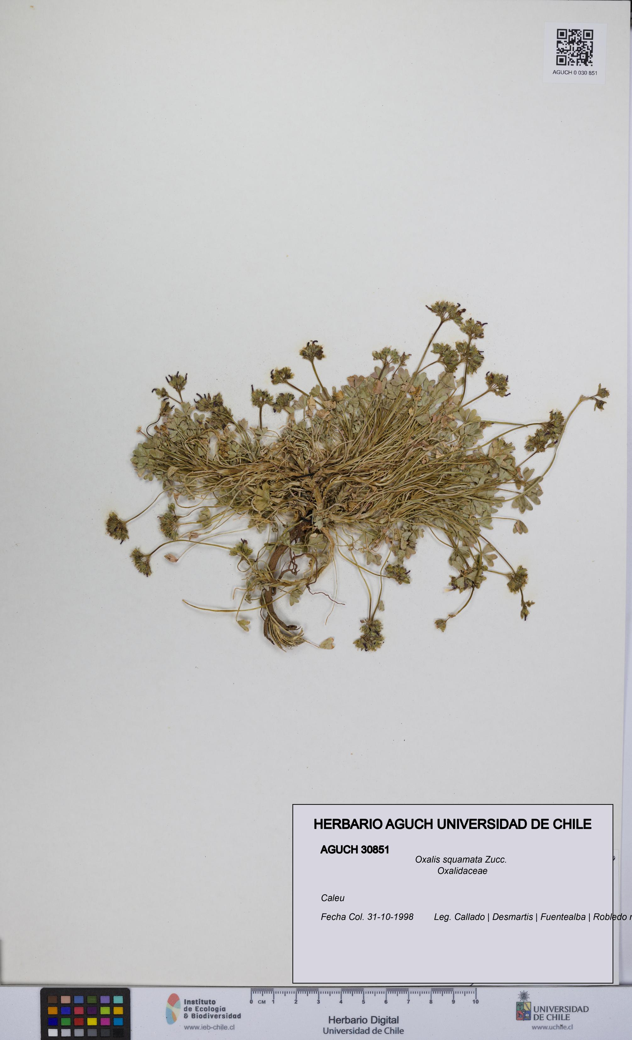 Oxalis squamata [Espécimen: UCH:AGUCH:0030851]