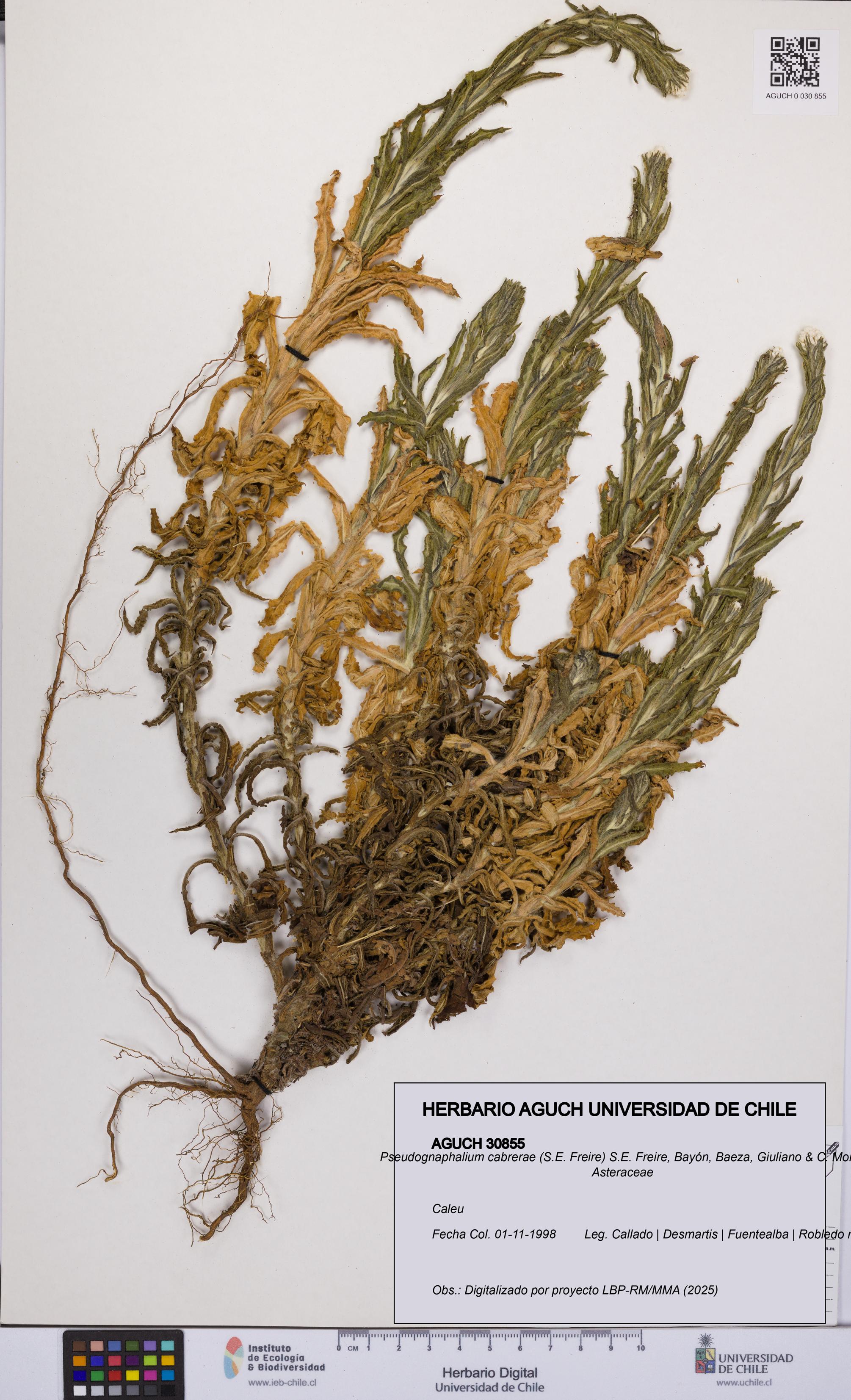 Pseudognaphalium cabrerae [Espécimen: UCH:AGUCH:0030855]