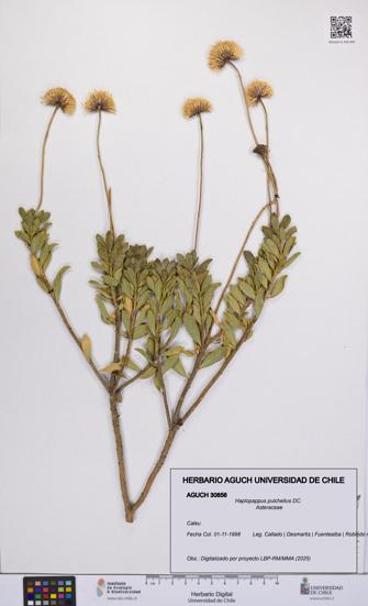 Haplopappus pulchellus [Espécimen: UCH:AGUCH:0030856]