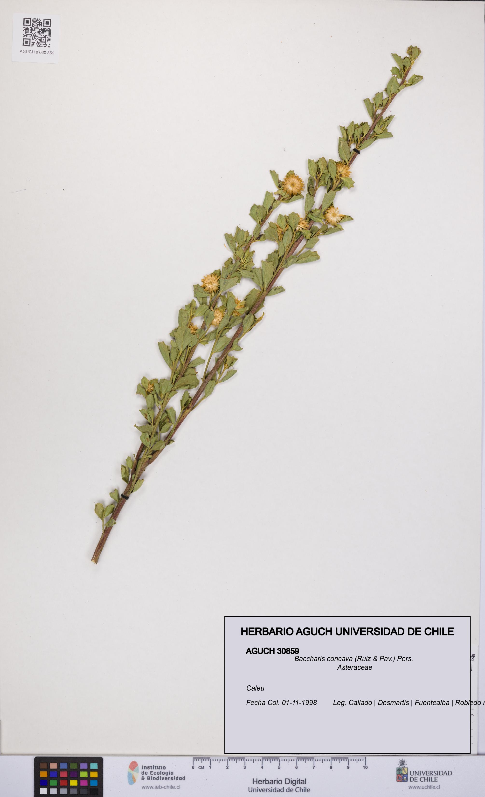Baccharis concava [Espécimen: UCH:AGUCH:0030859]