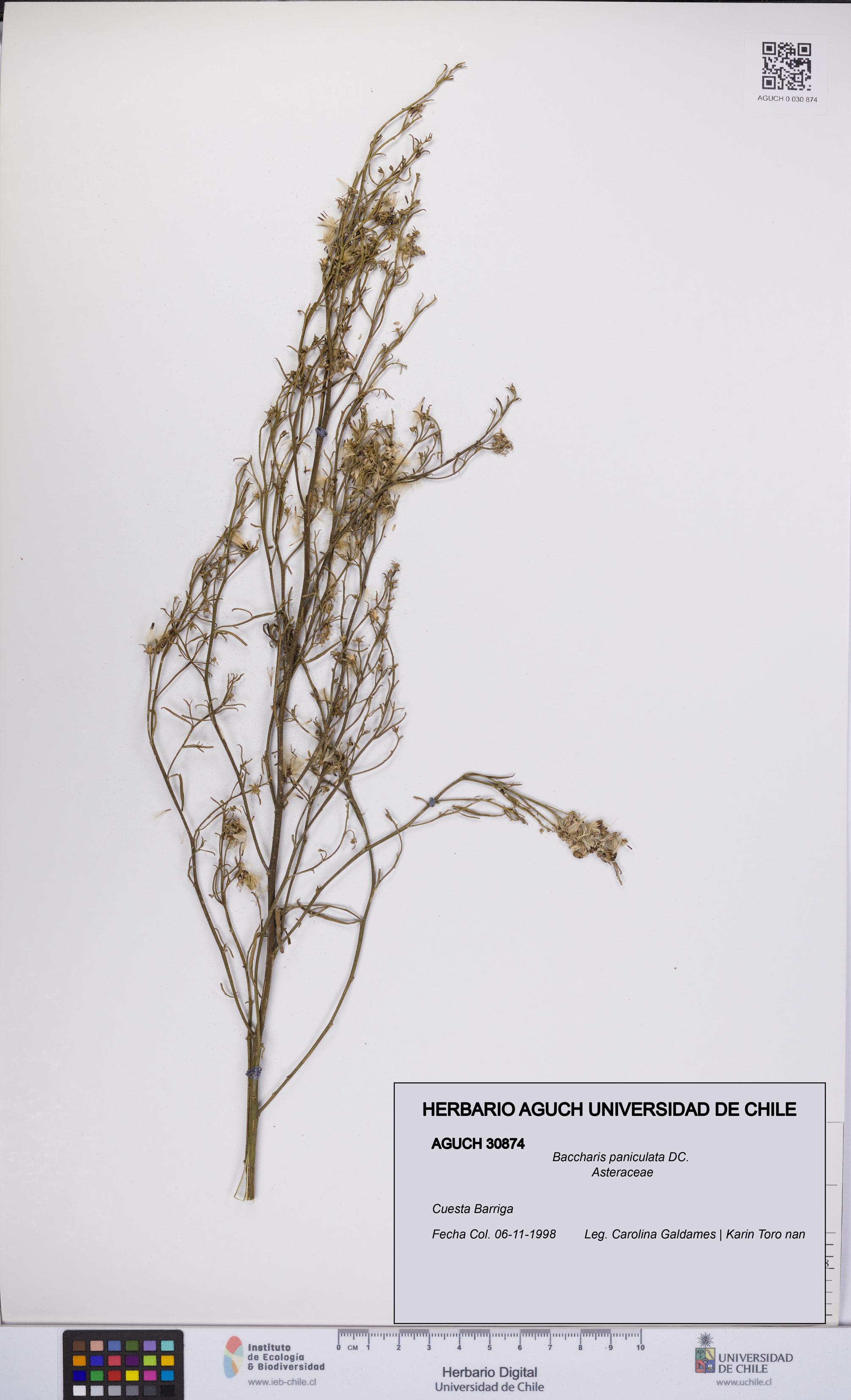 Baccharis paniculata [Espécimen: UCH:AGUCH:0030874]