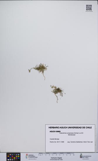 Calandrinia compressa [Espécimen: UCH:AGUCH:0030900]