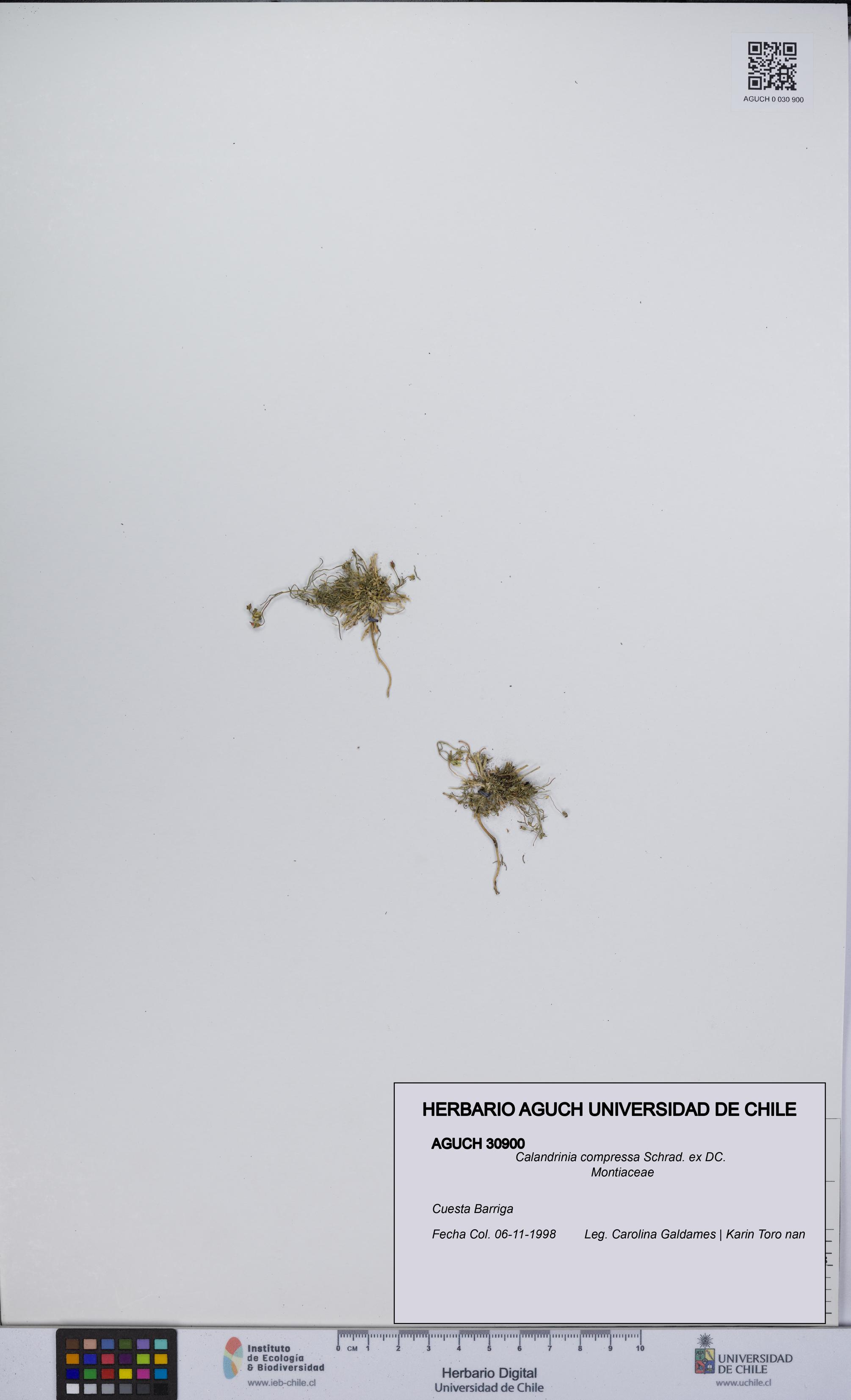 Calandrinia compressa [Espécimen: UCH:AGUCH:0030900]