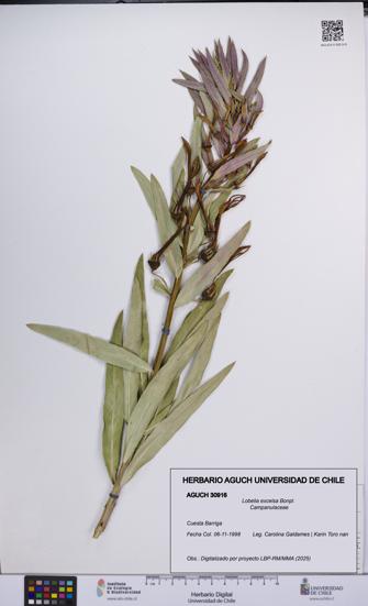 Lobelia excelsa [Espécimen: UCH:AGUCH:0030916]