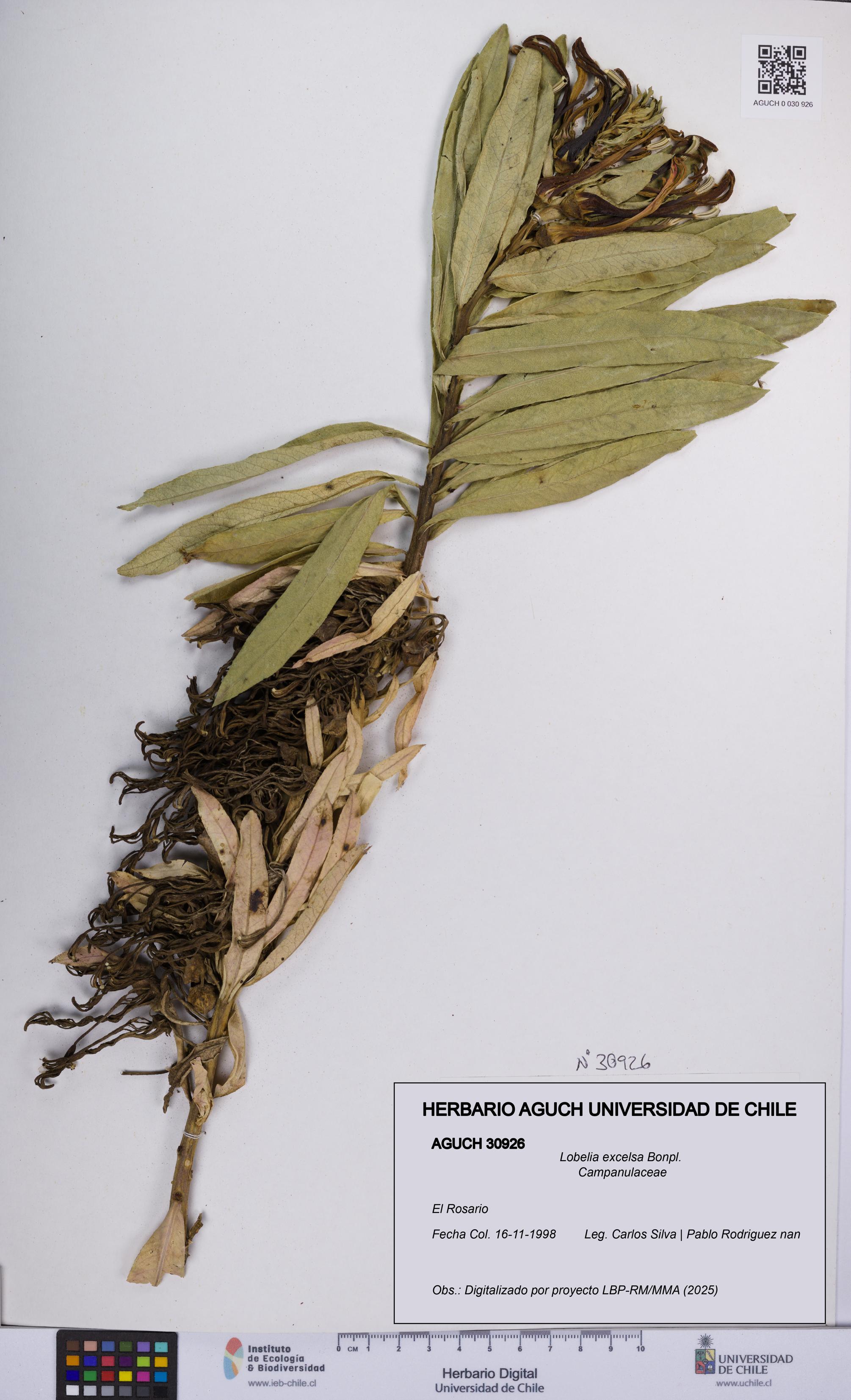 Lobelia excelsa [Espécimen: UCH:AGUCH:0030926]