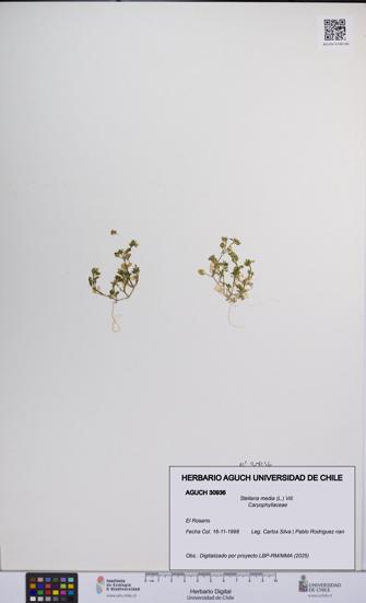 Stellaria media [Espécimen: UCH:AGUCH:0030936]