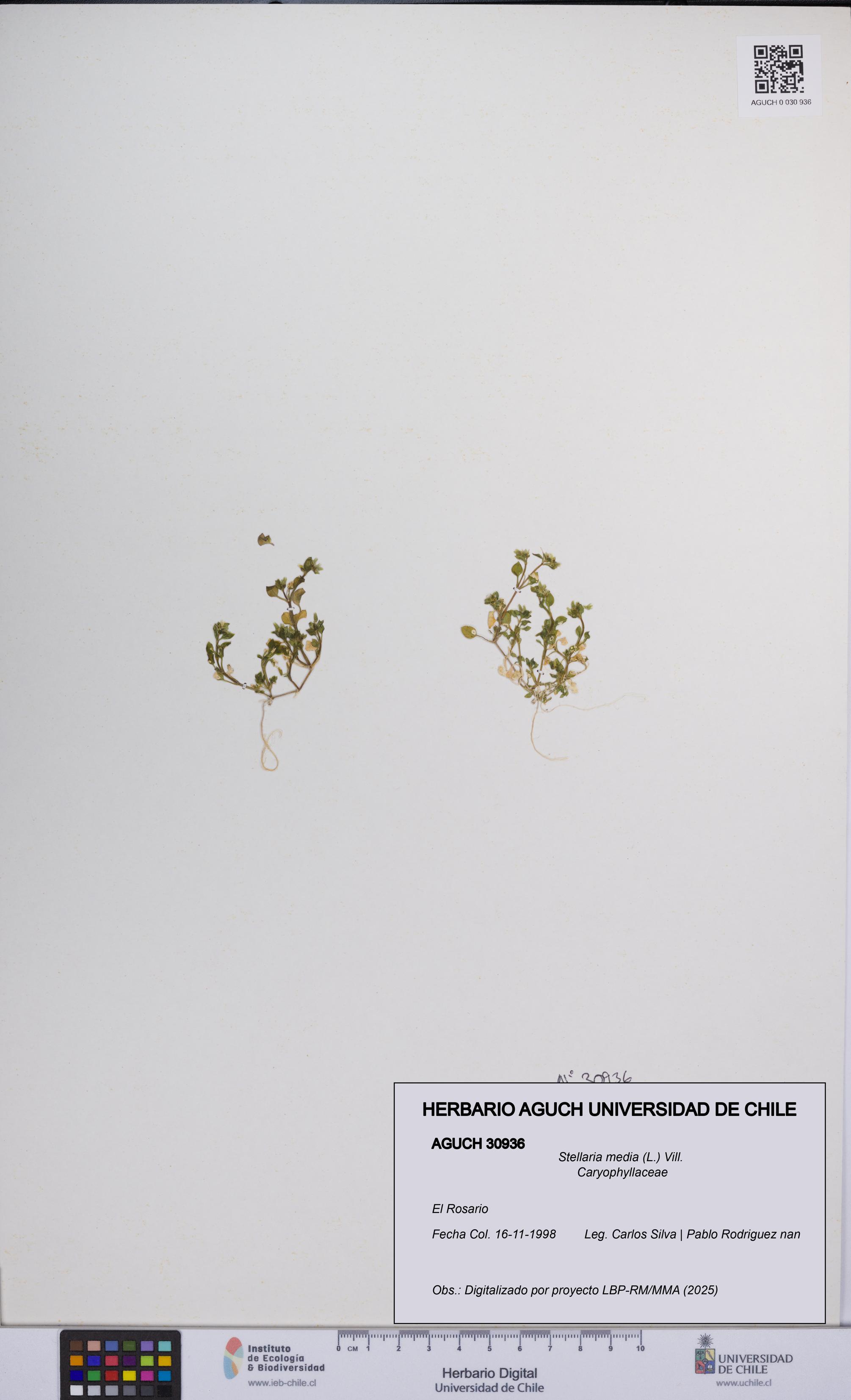 Stellaria media [Espécimen: UCH:AGUCH:0030936]