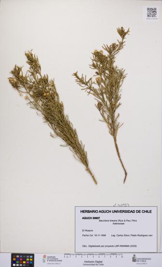 Baccharis linearis [Espécimen: UCH:AGUCH:0030937]