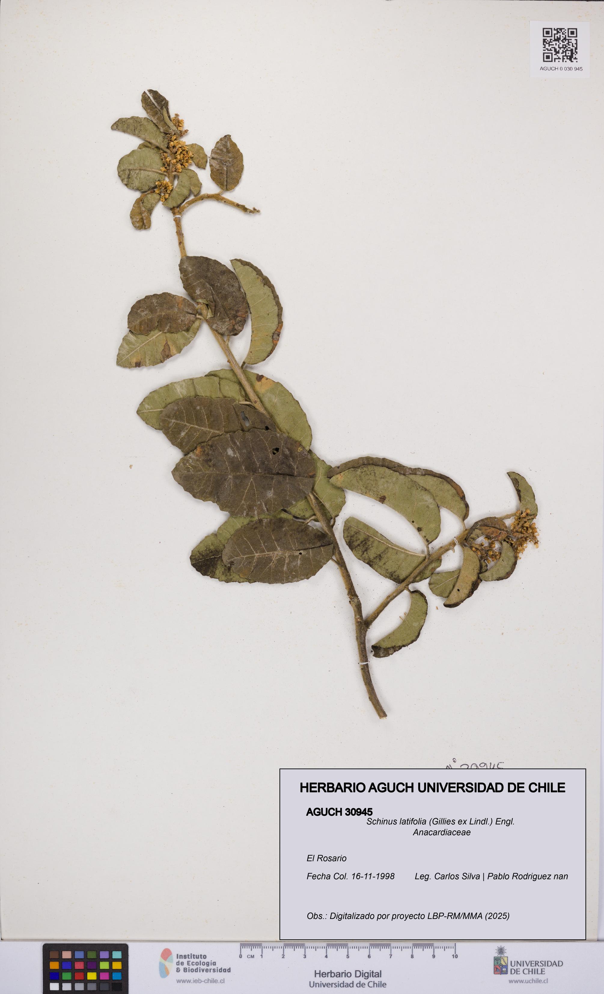 Schinus latifolia [Espécimen: UCH:AGUCH:0030945]