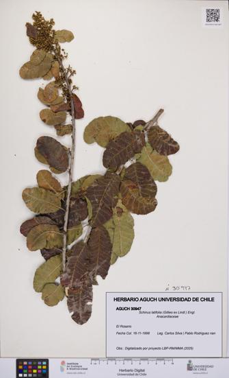 Schinus latifolia [Espécimen: UCH:AGUCH:0030947]