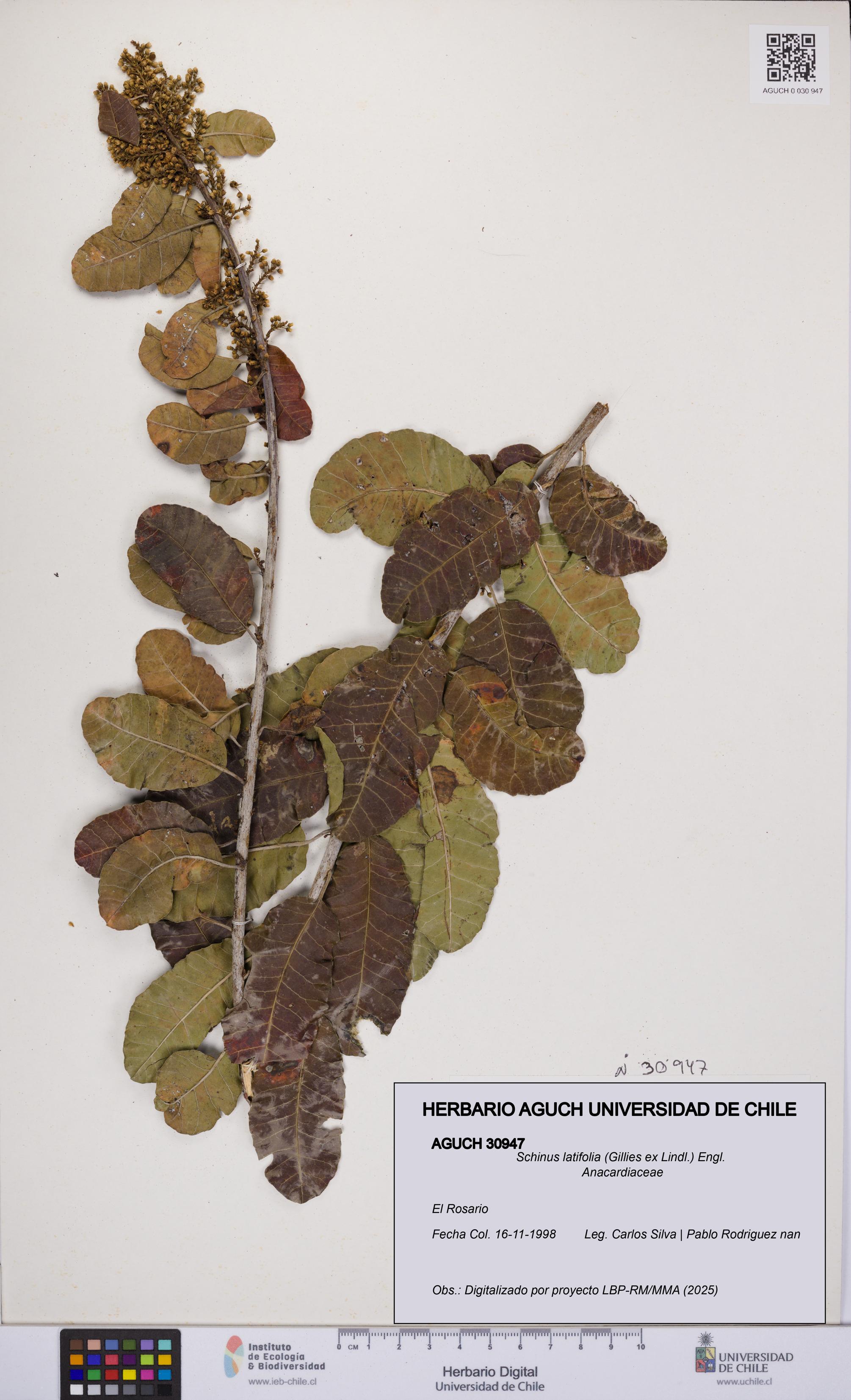 Schinus latifolia [Espécimen: UCH:AGUCH:0030947]