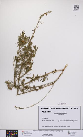 Baccharis paniculata [Espécimen: UCH:AGUCH:0030949]