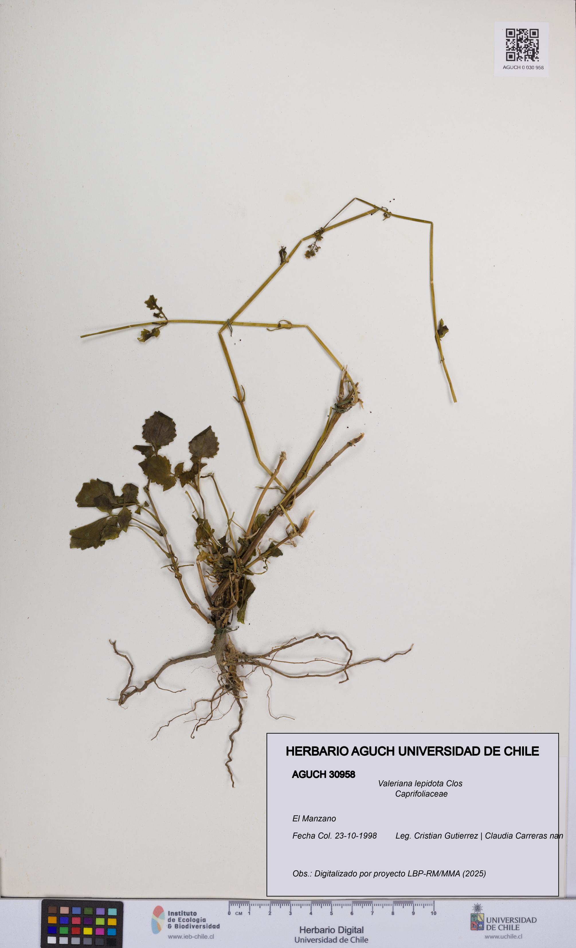 Valeriana lepidota [Espécimen: UCH:AGUCH:0030958]