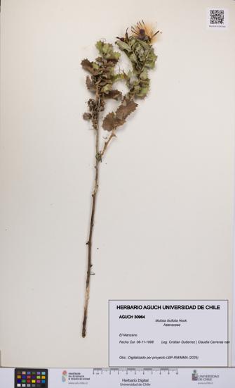 Mutisia ilicifolia [Espécimen: UCH:AGUCH:0030964]