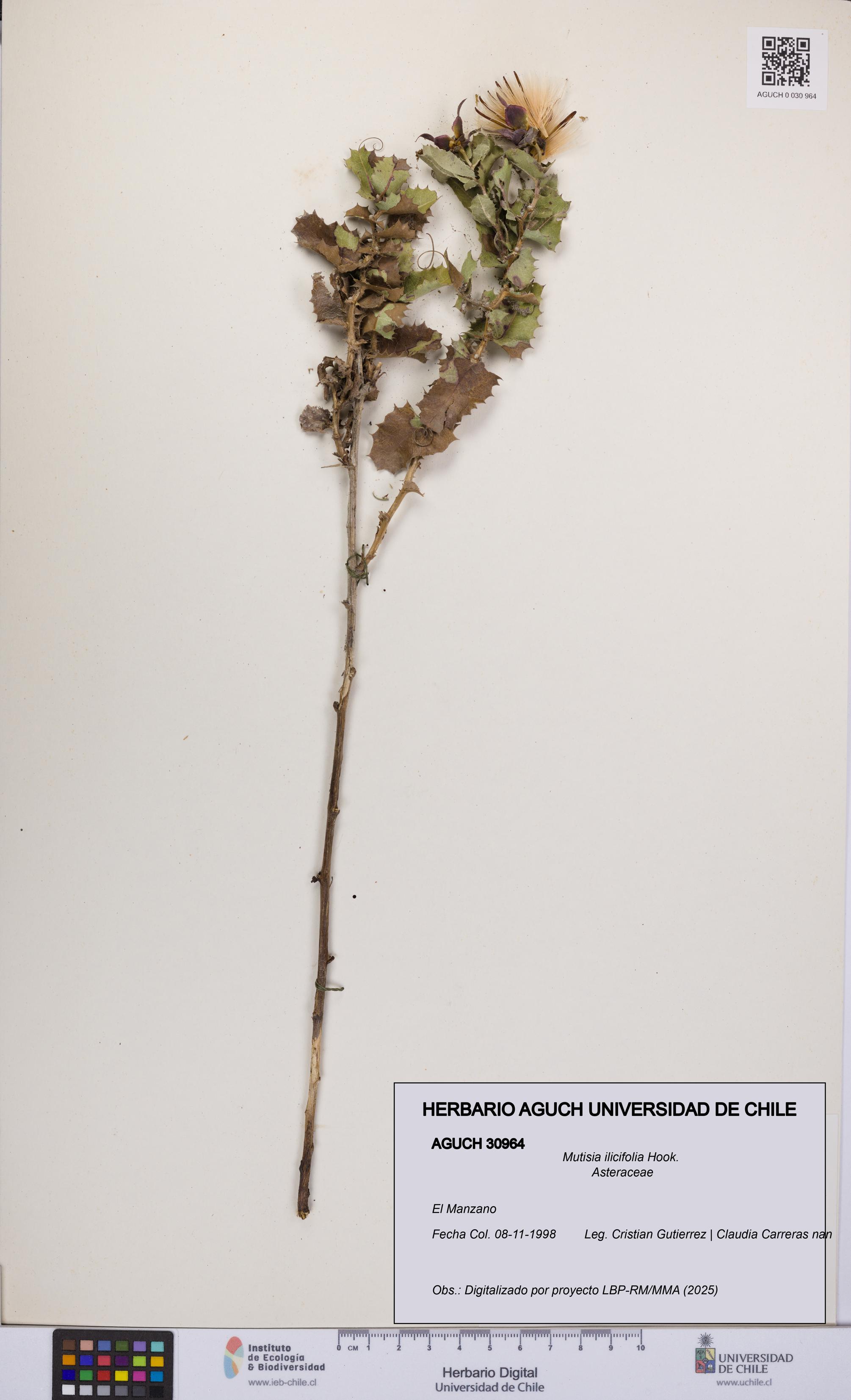 Mutisia ilicifolia [Espécimen: UCH:AGUCH:0030964]