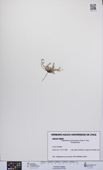 Plagiobothrys procumbens [Espécimen: UCH:AGUCH:0030978]