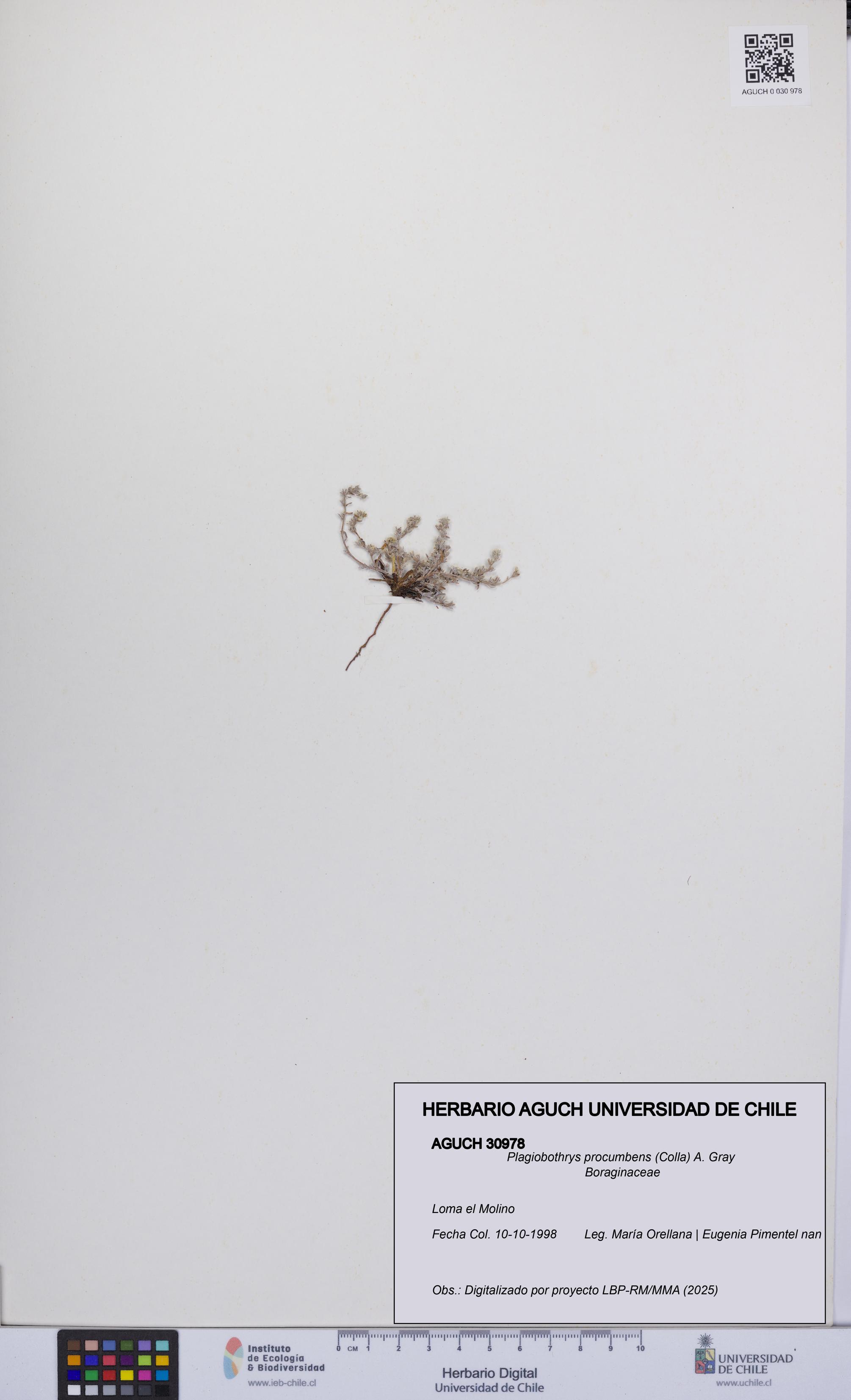 Plagiobothrys procumbens [Espécimen: UCH:AGUCH:0030978]