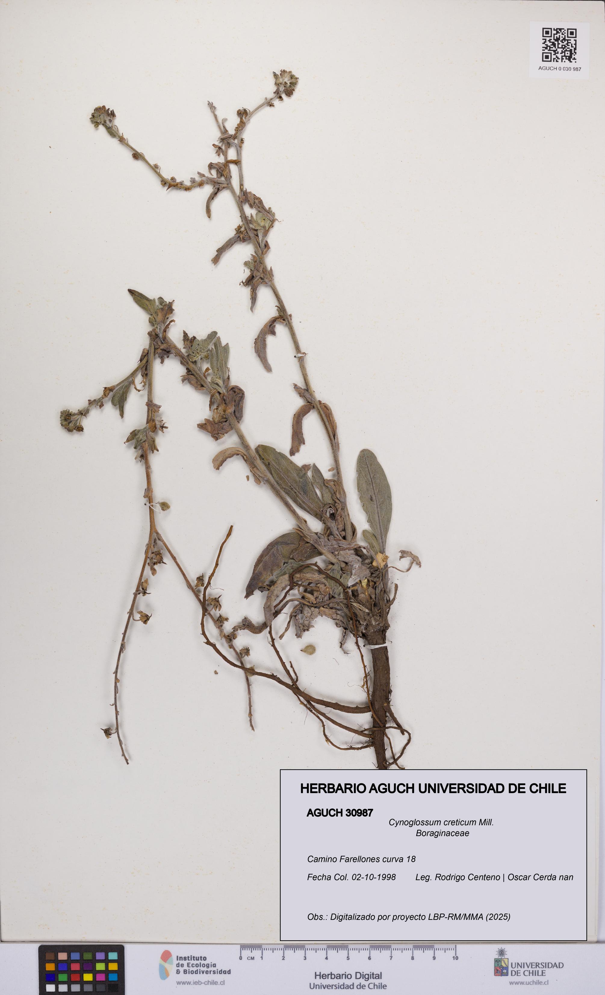 Cynoglossum creticum [Espécimen: UCH:AGUCH:0030987]