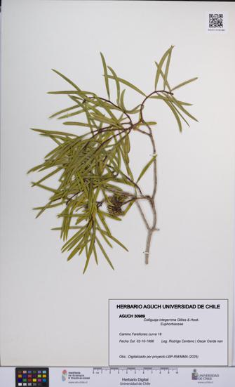 Colliguaja integerrima [Espécimen: UCH:AGUCH:0030989]