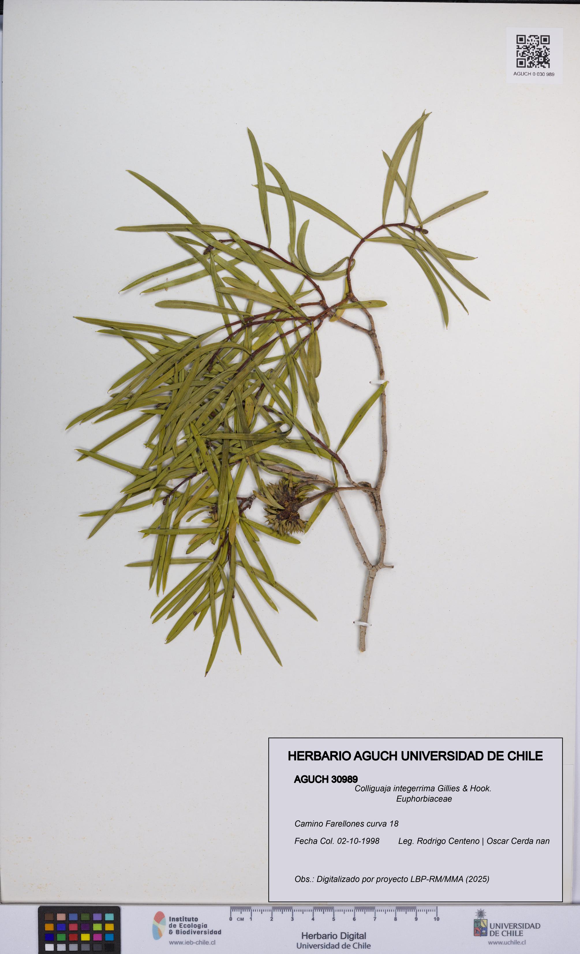 Colliguaja integerrima [Espécimen: UCH:AGUCH:0030989]