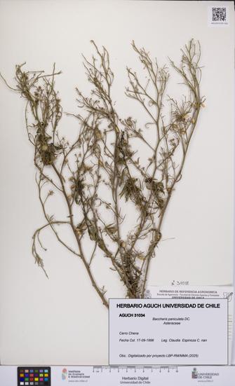 Baccharis paniculata [Espécimen: UCH:AGUCH:0031034]