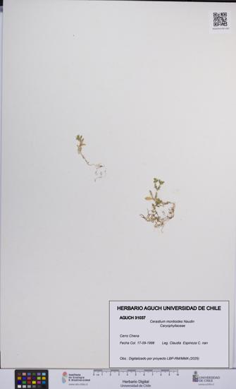 Cerastium montioides [Espécimen: UCH:AGUCH:0031037]