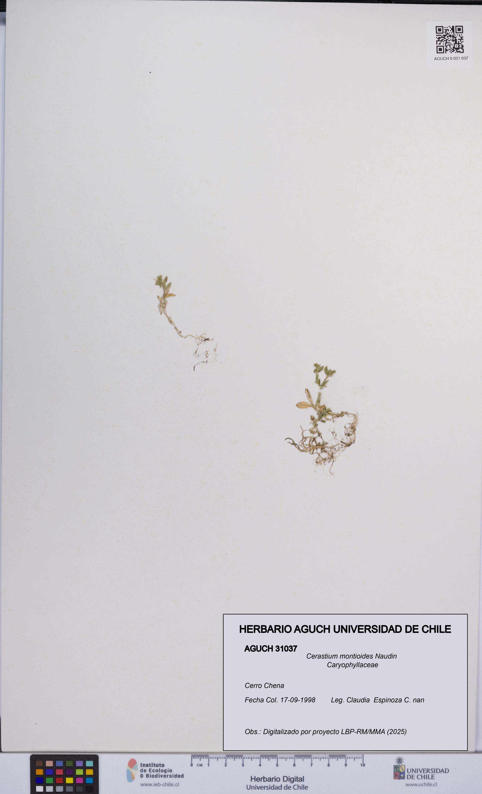 Cerastium montioides [Espécimen: UCH:AGUCH:0031037]