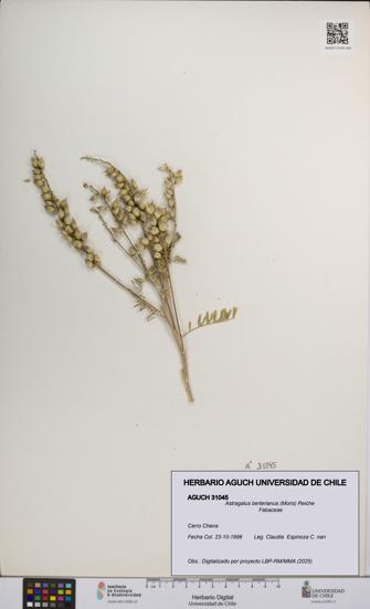 Astragalus berterianus [Espécimen: UCH:AGUCH:0031045]