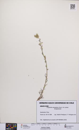 Cryptantha clandestina [Espécimen: UCH:AGUCH:0031051]